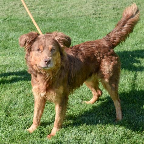 murphy animal shelter.